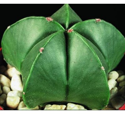 Астрофитум многокрапинковый "Голый" (3 шт.) / Astrophytum Myriostigma f. Nudum